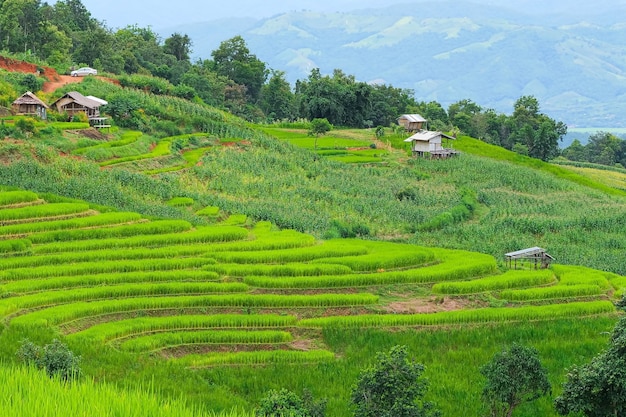 Terrazze di riso di Pa Pong Piang nel nord di Chiangmai, Thailandia.