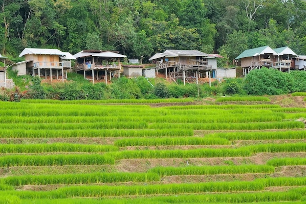 Terrazze di riso di Pa Pong Piang nel nord di Chiangmai, Thailandia.