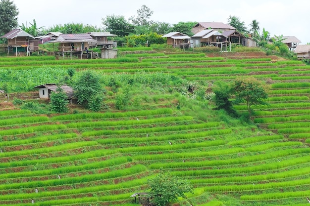 Terrazze di riso di Pa Pong Piang nel nord di Chiangmai, Thailandia.