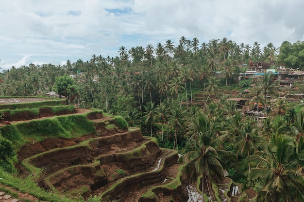 Terrazze di riso di Tegallalang a Bali Indonesia