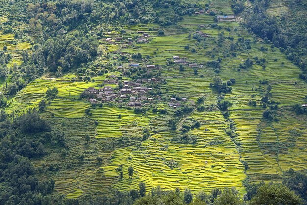 Terrazze di riso in Nepal