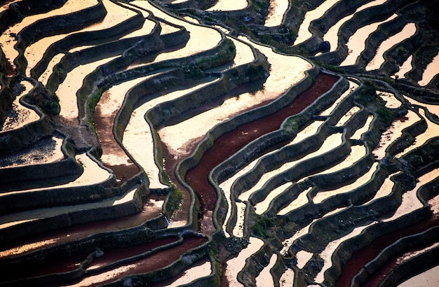 Terrazze di riso nella contea di Yuanyang. Provincia dello Yunnan. Cina.