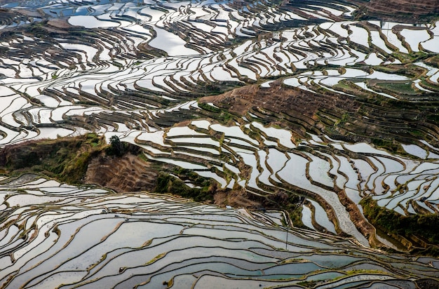 Terrazze di riso nella contea di Yuanyang. Provincia dello Yunnan. Cina.