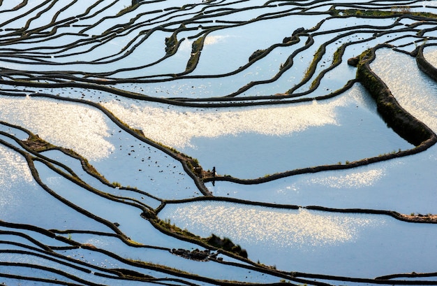 Terrazze di riso nella contea di Yuanyang. Provincia dello Yunnan. Cina.