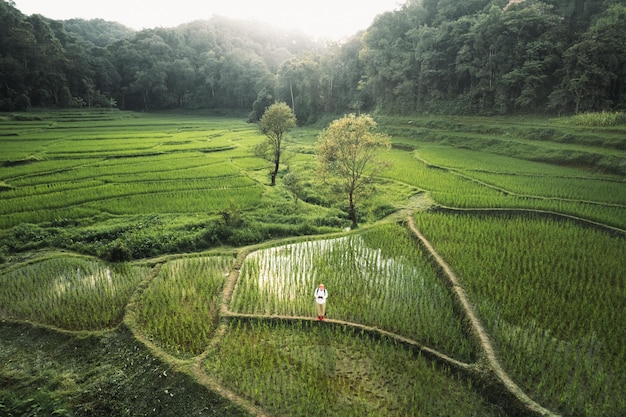 Terrazze di riso nella foresta rurale al crepuscolo