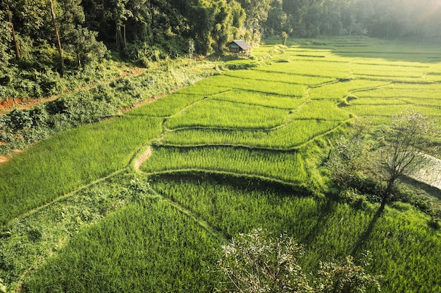 Terrazze di riso nella foresta rurale al crepuscolo