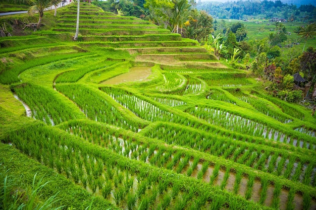 Terrazze di riso nelle montagne bali indonesia