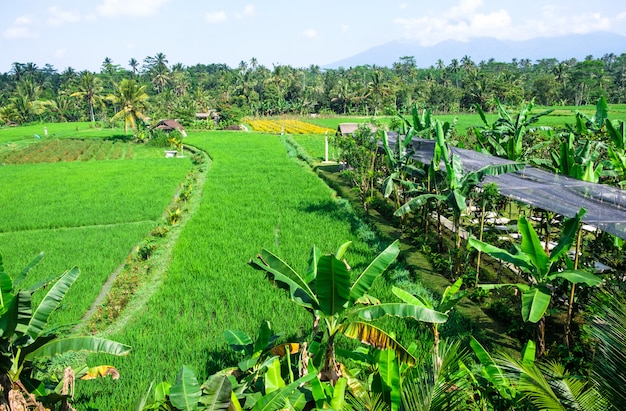 Terrazze di riso. Risaie tradizionali a Bali. Azienda agricola verde del giacimento del riso