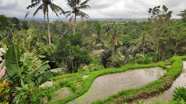 Terrazze di riso Tegalalang a Ubud Bali