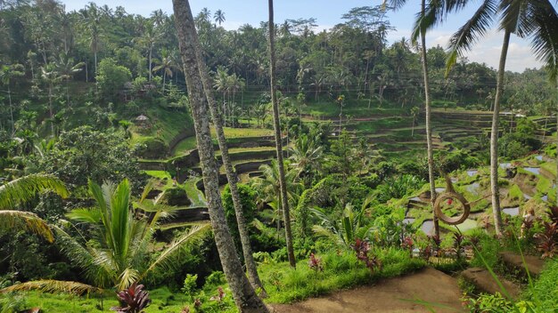 Terrazze di riso Tegalalang a Ubud Bali