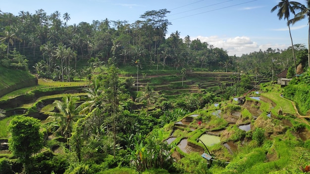 Terrazze di riso Tegalalang a Ubud Bali