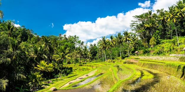 Terrazze di riso Tegallalang a Bali in Indonesia