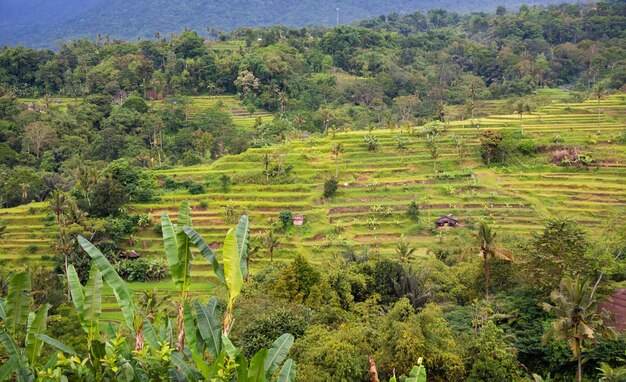 Terrazze di riso verde a Bali Indonasia Bellissimo paesaggio naturale