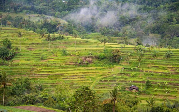 Terrazze di riso verde a Bali Indonasia Bellissimo paesaggio naturale