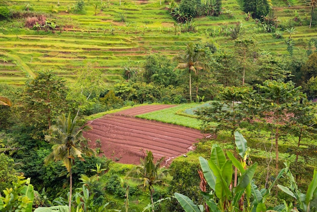 Terrazze di riso verde a Bali Indonasia Bellissimo paesaggio naturale