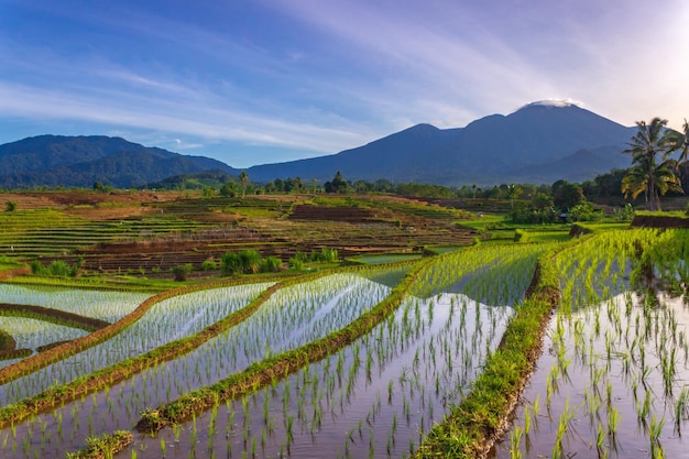 Terrazze di riso verdi del paesaggio indonesiano e bellissime montagne