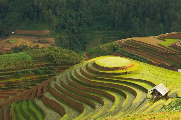 terrazze di riso