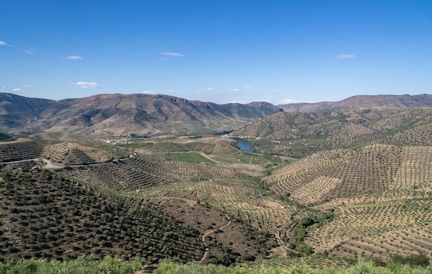 Terrazze di viti per la linea di produzione del vino di porto sulle colline della valle del Douro a Barca de Alva in Portogallo