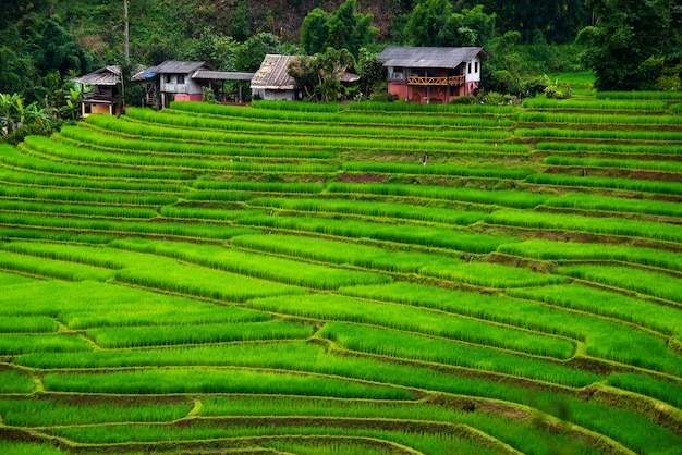 Terrazzi del giacimento del riso a Mae Klang Luang, Homestay Chiangmai, Tailandia