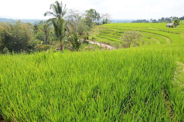 Terrazzi del riso della risaia di Jatiluwih a Bali