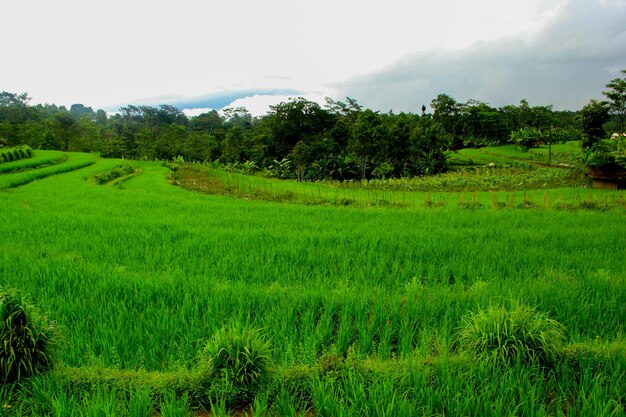 Terrazzi verdi del campo di riso a Bali