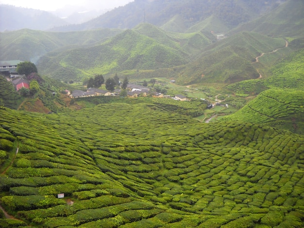 Terrazzo piantagione di tè in collina.