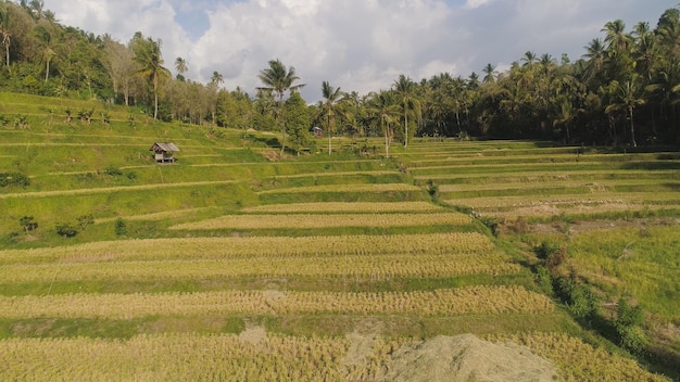 Terreni agricoli e campi di riso in Asia vista aerea terreni agricoli con terrazze di riso colture agricole