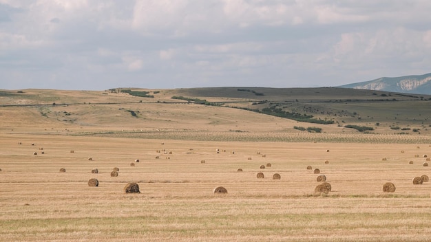 Terreni agricoli e raccolta sul campo