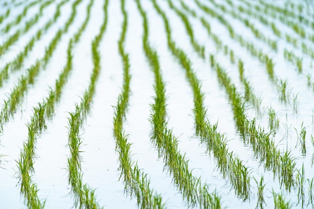 Terreni agricoli pieni d'acqua e colture coltivate