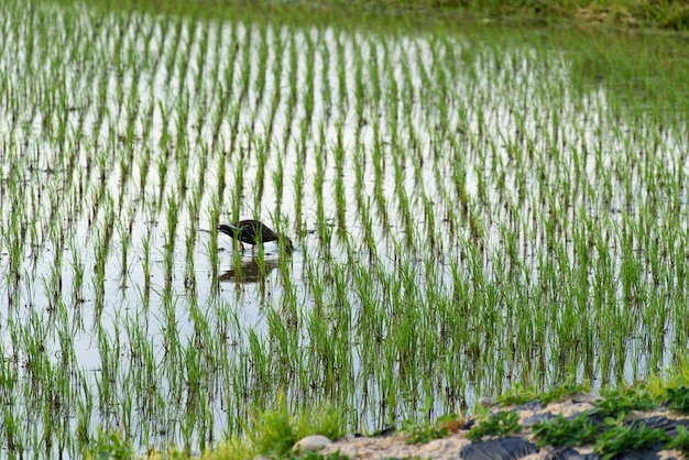 Terreni agricoli pieni d'acqua e colture coltivate