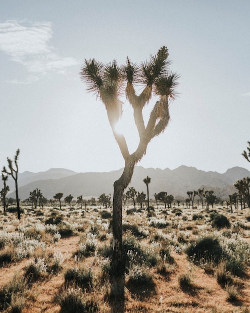 Terreno accidentato nel deserto californiano