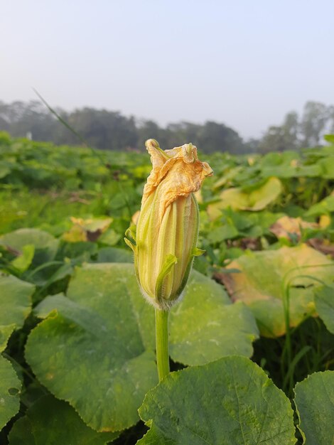 Terreno agricolo con bel fiore