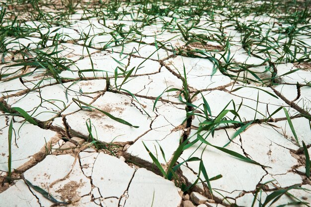 Terreno asciutto con fessure profonde, con erba che germoglia