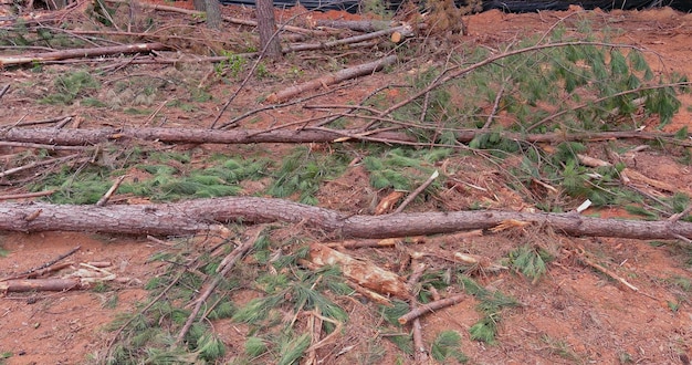 È terreno bonificato per un nuovo sviluppo pulendo il paesaggio del cantiere con radici sradicate