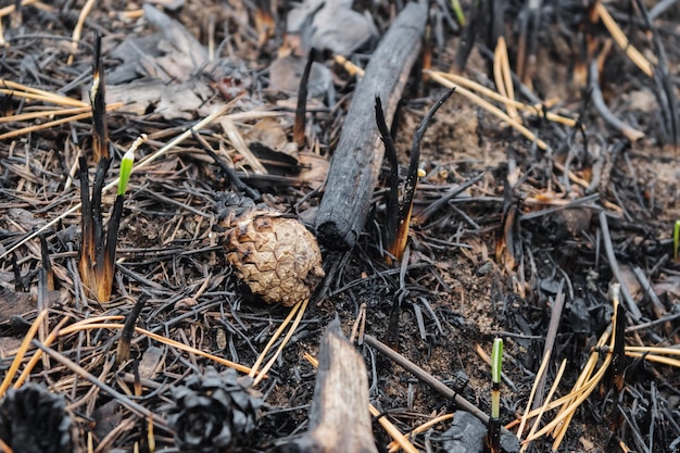 Terreno carbonizzato della foresta dopo l'incendio