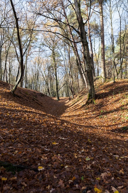 Terreno collinare con aceri decidui nudi in autunno