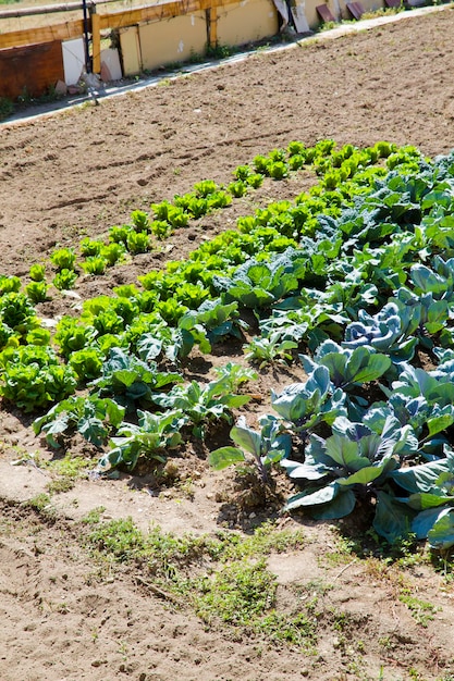 Terreno coltivato in un paesaggio rurale, Brihuega, Spagna