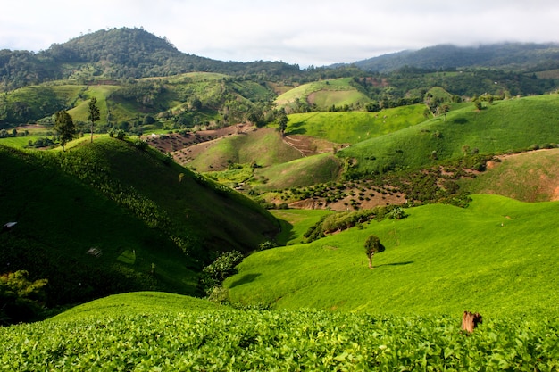 Terreno coltivato sulla montagna