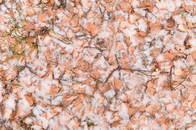 Terreno coperto di foglie secche autunnali e neve di pugno.