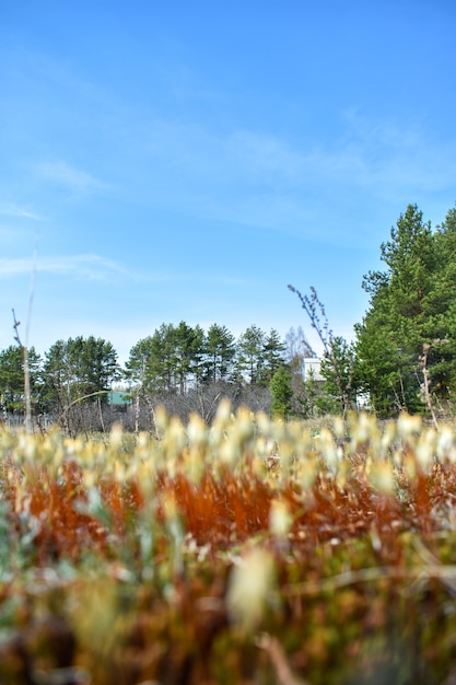 Terreno di campagna su una radura della foresta