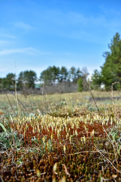 Terreno di campagna su una radura della foresta