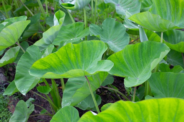 Terreno di piantagione di taro giardino taro