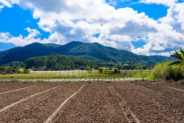 Terreno di preparazione per la coltivazione di fragole, campo di fragole parzialmente coperto