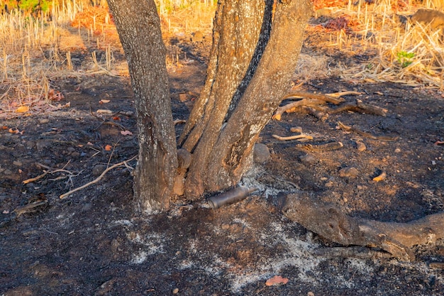 Terreno dopo aver bruciato la foresta durante la stagione secca