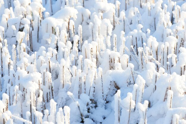 Terreno ghiacciato coperto di neve bianca in una mattina d'inverno Rami e foglie congelati nel gelo Erba gelida che cresce nella stagione fredda un parco o una foresta Una nevicata nei boschi Mattina presto congelata nella natura