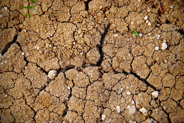 Terreno giallo asciutto nel deserto