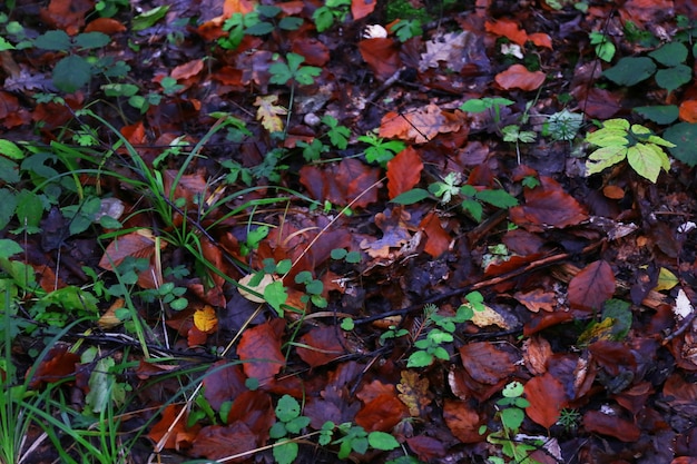 Terreno in un autunno nella foresta