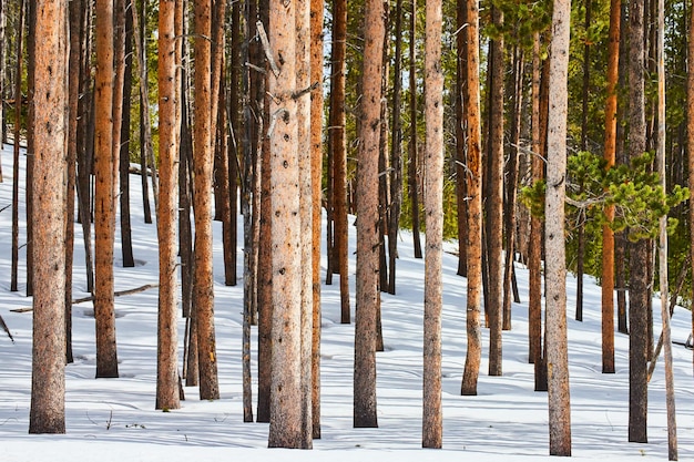 Terreno innevato con parete di tronchi di pino