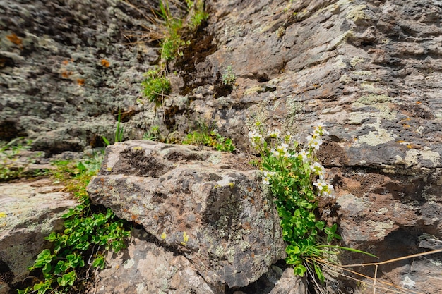 Terreno roccioso con fiori