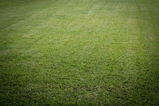 Terreno verde campo per lo sviluppo